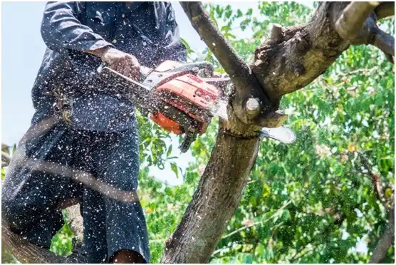 tree services Powers Lake